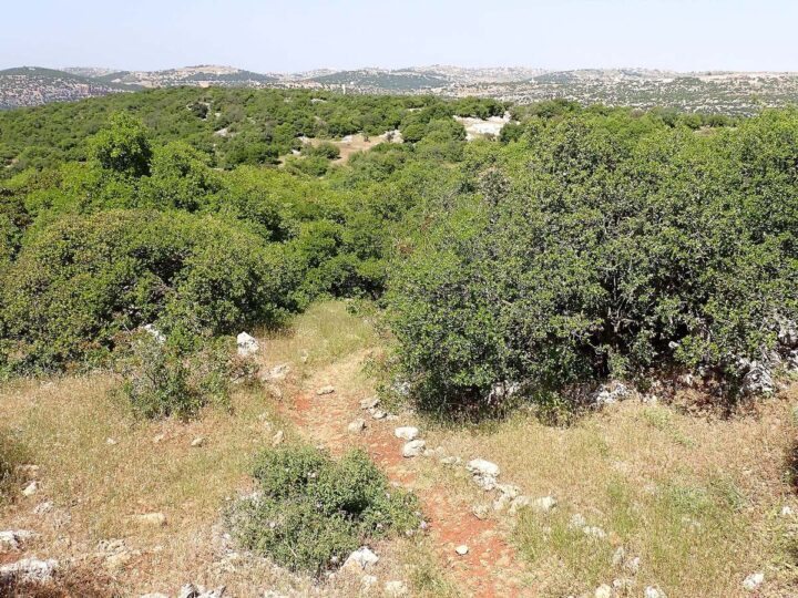 Woodland in the Ajloun Forest Reserve