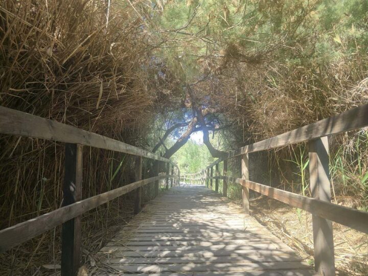 Azraq Wetland Reserve 11
