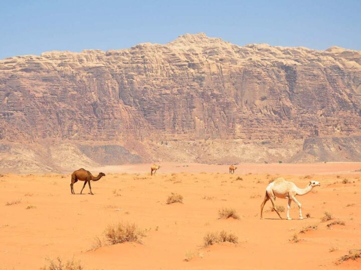 Camels in the Wadi Rum desert